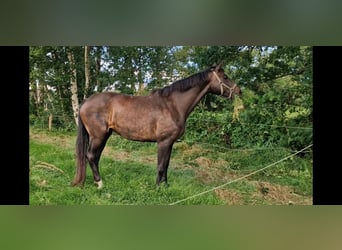 Koń oldenburski, Klacz, 9 lat, 171 cm, Ciemnogniada