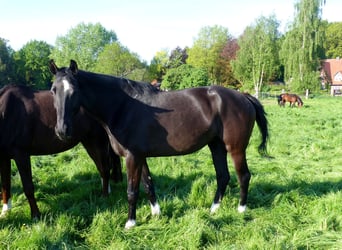 Koń oldenburski, Klacz, 9 lat, 172 cm, Kara