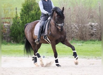Koń oldenburski, Klacz, 9 lat, 172 cm, Kara