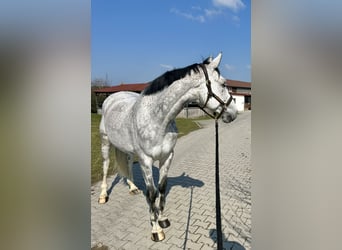 Koń oldenburski, Klacz, 9 lat, 172 cm, Siwa