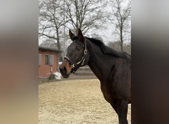 Koń oldenburski, Klacz, 9 lat, 173 cm, Ciemnogniada