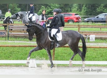 Koń oldenburski, Klacz, 9 lat, 175 cm, Rabicano