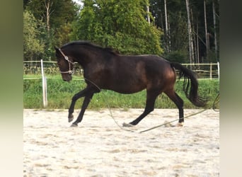 Koń oldenburski, Klacz, 9 lat, 176 cm, Ciemnogniada