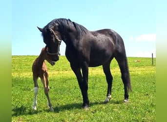 Koń oldenburski, Klacz, 9 lat, 176 cm, Ciemnogniada