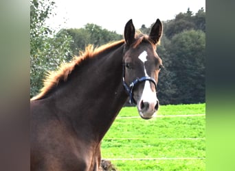 Koń oldenburski, Klacz, 9 lat, 176 cm, Ciemnogniada