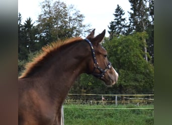 Koń oldenburski, Klacz, 9 lat, 176 cm, Ciemnogniada