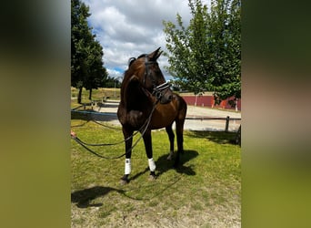 Koń oldenburski, Klacz, 9 lat, Skarogniada