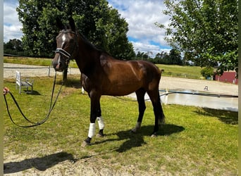 Koń oldenburski, Klacz, 9 lat, Skarogniada