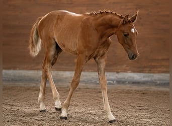 Koń oldenburski, Klacz, Źrebak (04/2026), 140 cm, Kasztanowata