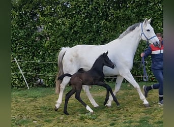 Koń oldenburski, Klacz, Źrebak (03/2026), 166 cm, Może być siwy