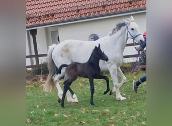 Koń oldenburski, Klacz, Źrebak (03/2026), 166 cm, Może być siwy
