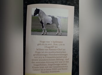 Koń oldenburski Mix, Klacz, Źrebak (03/2025), 169 cm, Ciemnogniada
