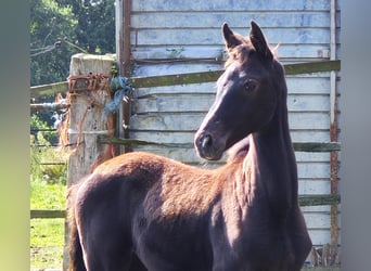 Koń oldenburski, Klacz, Źrebak (06/2024), 169 cm, Kara