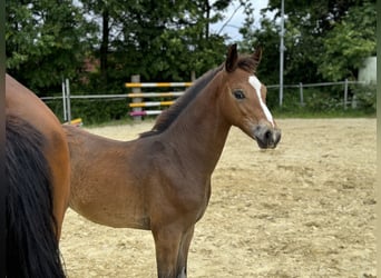 Koń oldenburski, Klacz, Źrebak (03/2024), 170 cm, Ciemnogniada