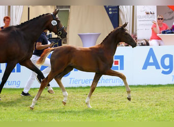 Koń oldenburski, Klacz, Źrebak (04/2024), 170 cm, Ciemnokasztanowata