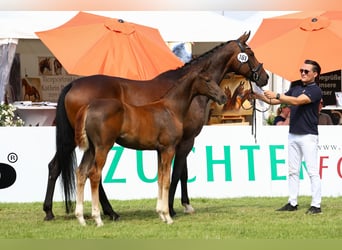 Koń oldenburski, Klacz, Źrebak (04/2024), 170 cm, Ciemnokasztanowata