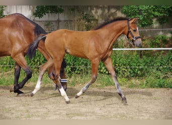 Koń oldenburski, Klacz, , 170 cm, Gniada