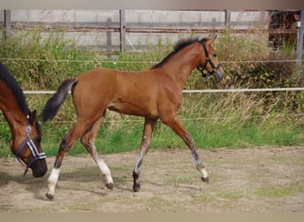 Koń oldenburski, Klacz, , 170 cm, Gniada