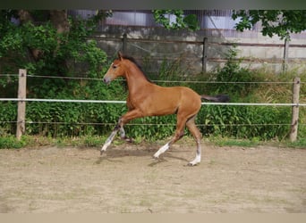 Koń oldenburski, Klacz, , 170 cm, Gniada