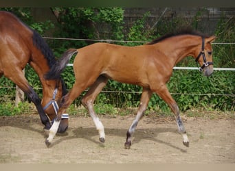 Koń oldenburski, Klacz, , 170 cm, Gniada