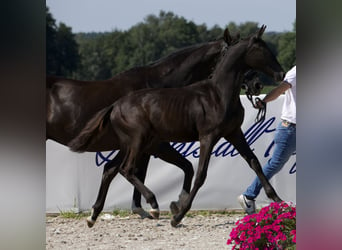 Koń oldenburski, Klacz, Źrebak (02/2024), 170 cm, Kara