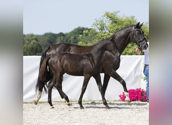 Koń oldenburski, Klacz, Źrebak (02/2024), 170 cm, Kara