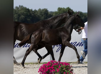 Koń oldenburski, Klacz, Źrebak (02/2024), 170 cm, Kara