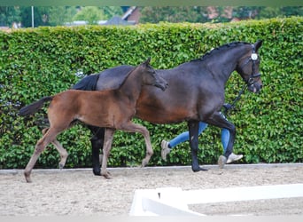 Koń oldenburski, Klacz, Źrebak (04/2025), 170 cm, Skarogniada