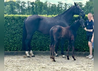 Koń oldenburski, Klacz, Źrebak (03/2026), 171 cm, Kara