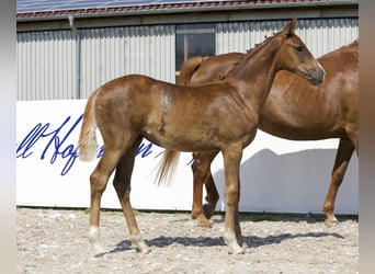 Koń oldenburski, Klacz, Źrebak (03/2024), 172 cm, Ciemnokasztanowata