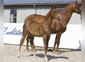 Koń oldenburski, Klacz, Źrebak (03/2024), 172 cm, Ciemnokasztanowata