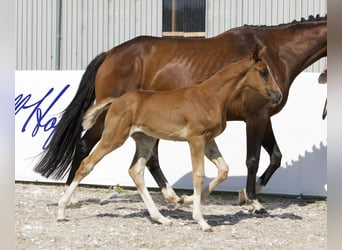 Koń oldenburski, Klacz, Źrebak (05/2024), 174 cm, Ciemnokasztanowata