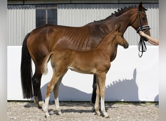 Koń oldenburski, Klacz, Źrebak (05/2024), 174 cm, Ciemnokasztanowata