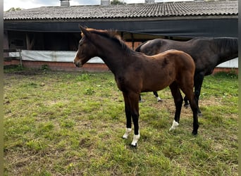 Koń oldenburski, Klacz, Źrebak (05/2024), Ciemnogniada