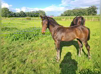 Koń oldenburski, Klacz, Źrebak (04/2025), Ciemnogniada