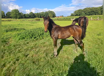 Koń oldenburski, Klacz, Źrebak (04/2025), Ciemnogniada
