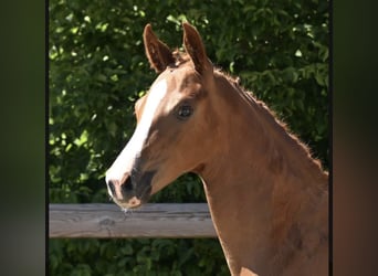 Koń oldenburski, Klacz, Źrebak (03/2026), Ciemnokasztanowata