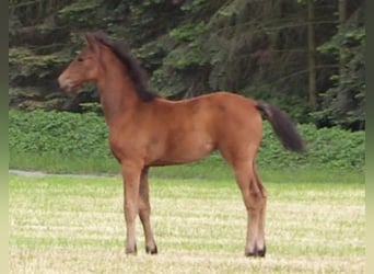 Koń oldenburski, Klacz, Źrebak (03/2023), Gniada