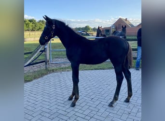 Koń oldenburski, Klacz, Źrebak (05/2025)