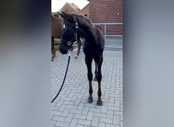 Koń oldenburski, Klacz, Źrebak (05/2025)