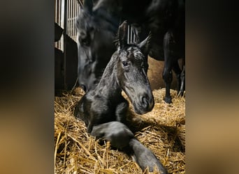 Koń oldenburski, Klacz, Źrebak (01/2026)