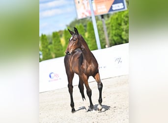 Koń oldenburski, Klacz, Źrebak (05/2025), Skarogniada