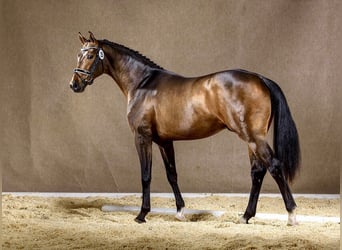 Koń oldenburski, Ogier, 10 lat, 170 cm, Ciemnogniada