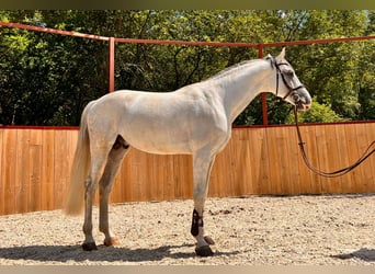 Koń oldenburski, Ogier, 14 lat, 172 cm, Siwa
