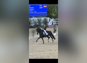 Koń oldenburski, Ogier, 15 lat, 168 cm, Kara