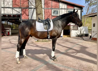 Koń oldenburski, Ogier, 16 lat, 168 cm, Skarogniada
