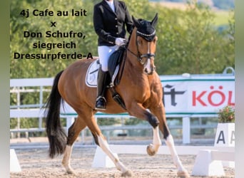 Koń oldenburski, Ogier, 1 Rok, 167 cm, Kara