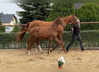 Koń oldenburski, Ogier, 1 Rok, 168 cm, Kasztanowata