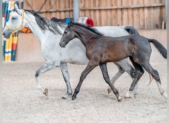 Koń oldenburski, Ogier, 1 Rok, 168 cm, Siwa