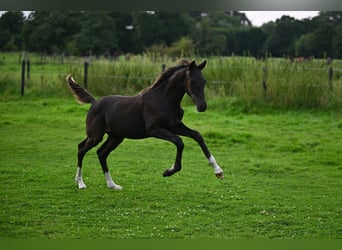 Koń oldenburski, Ogier, 1 Rok, 170 cm, Ciemnogniada